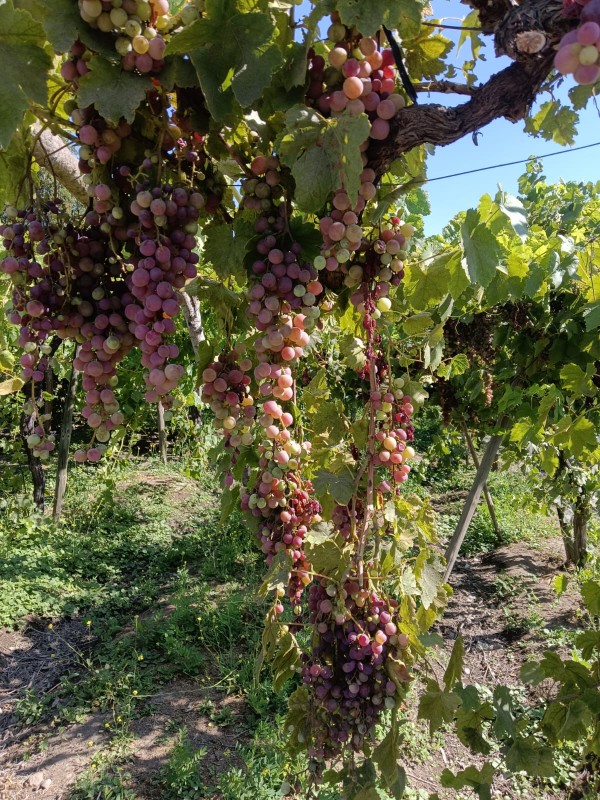 Venta de Parcela en Requinoa Sector el Abra