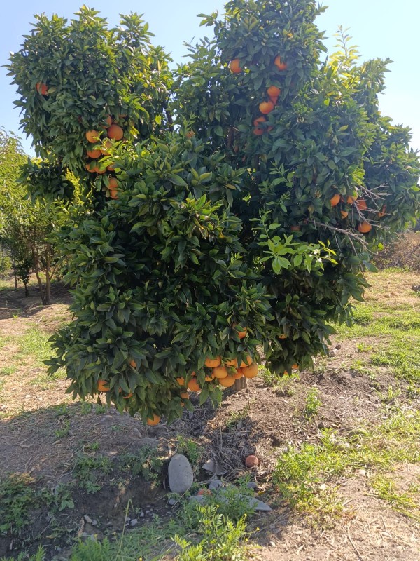 Venta de Parcela en Requinoa Sector el Abra