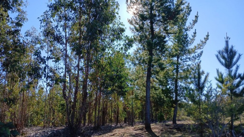 Oportunidad de Inversión en el Sector las Tunas