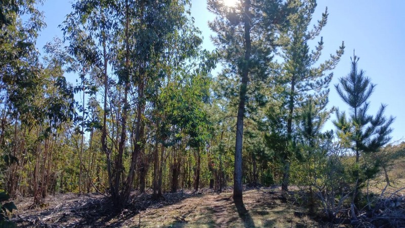 Oportunidad de Inversión en el Sector las Tunas