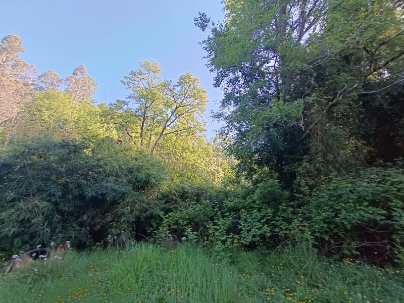 Tu Refugio en Valdivia,naturaleza y Confort en un Solo Lugar