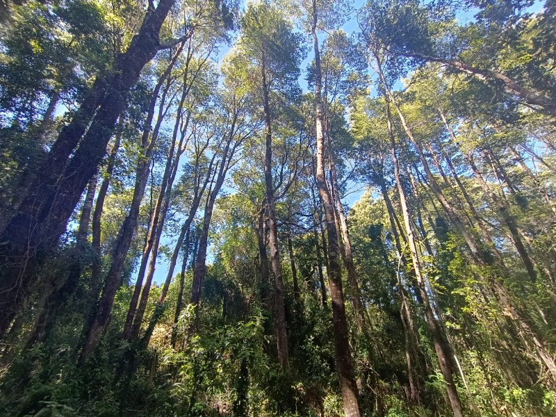 Terreno en Torobayo – Condominio los Aromos, Valdivia