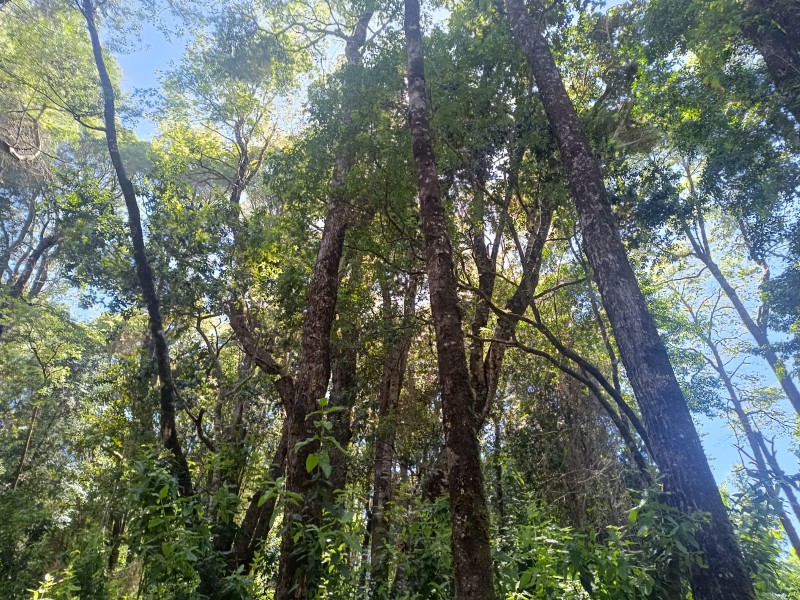 Terreno en Torobayo – Condominio los Aromos, Valdivia