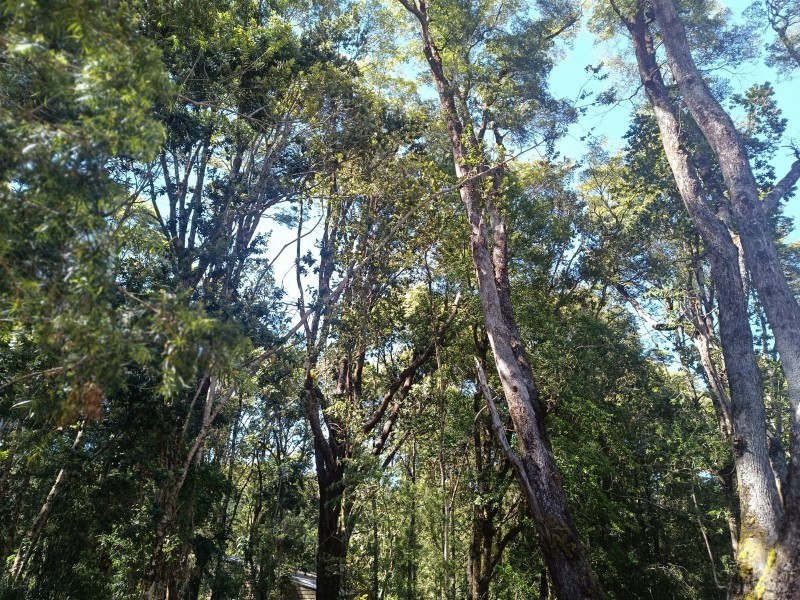 Terreno en Torobayo – Condominio los Aromos, Valdivia