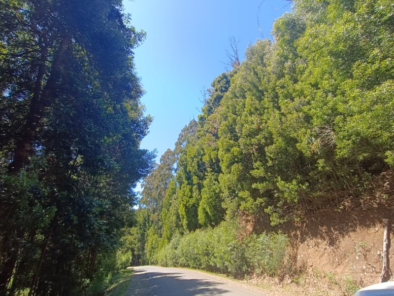 Terreno en Torobayo – Condominio los Aromos, Valdivia