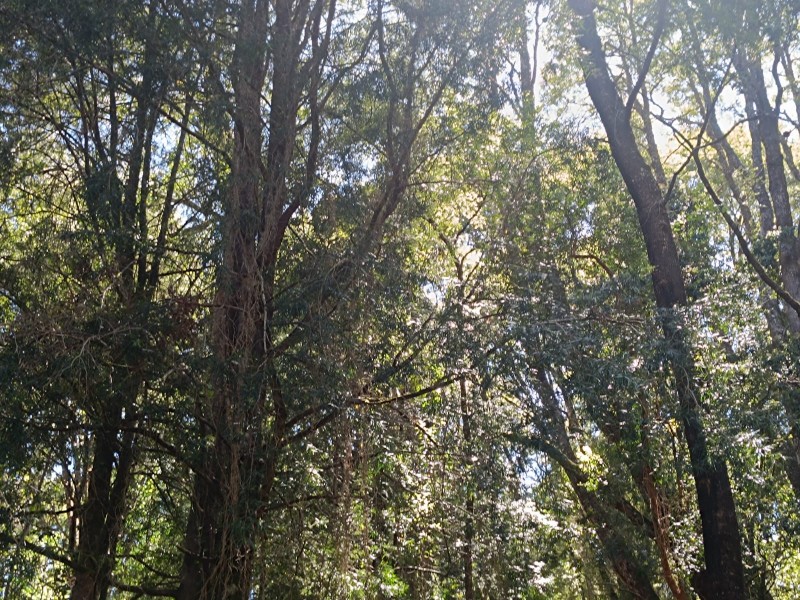 Terreno en Torobayo – Condominio los Aromos, Valdivia
