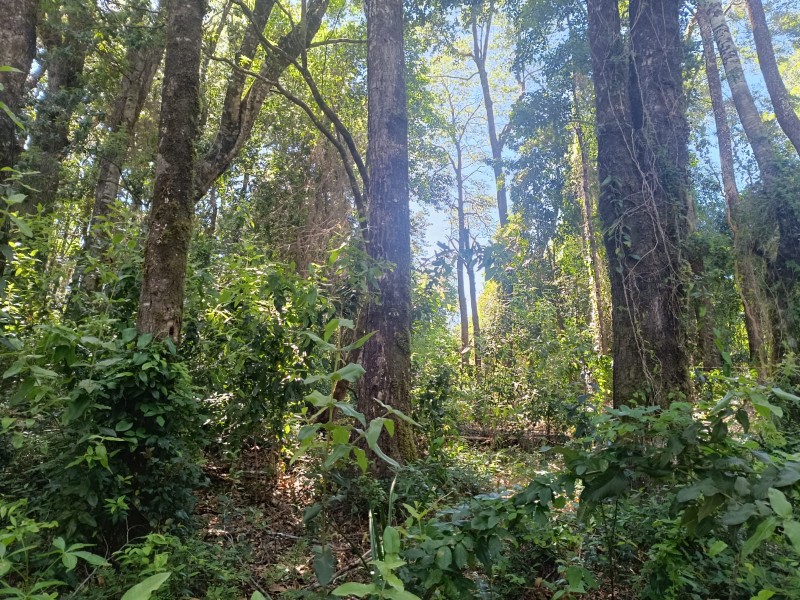 Terreno en Torobayo – Condominio los Aromos, Valdivia