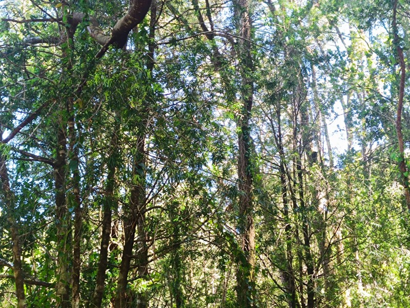 Terreno en Torobayo – Condominio los Aromos, Valdivia