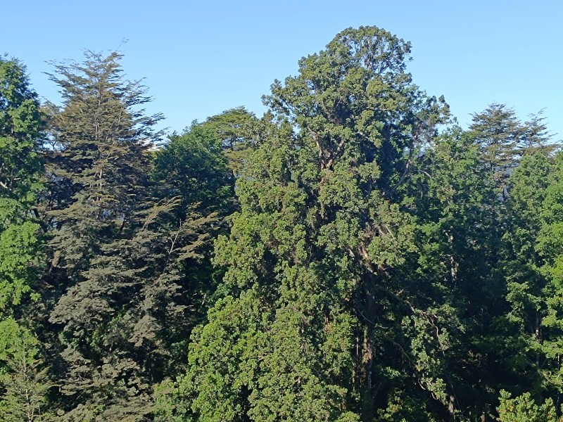 Tu Refugio en Valdivia,naturaleza y Confort en un Solo Lugar