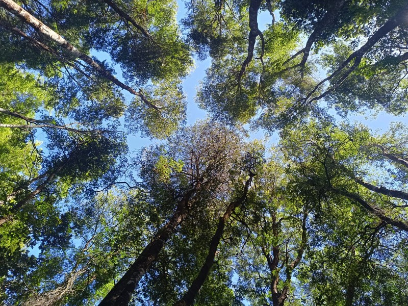 Terreno en Torobayo – Condominio los Aromos, Valdivia