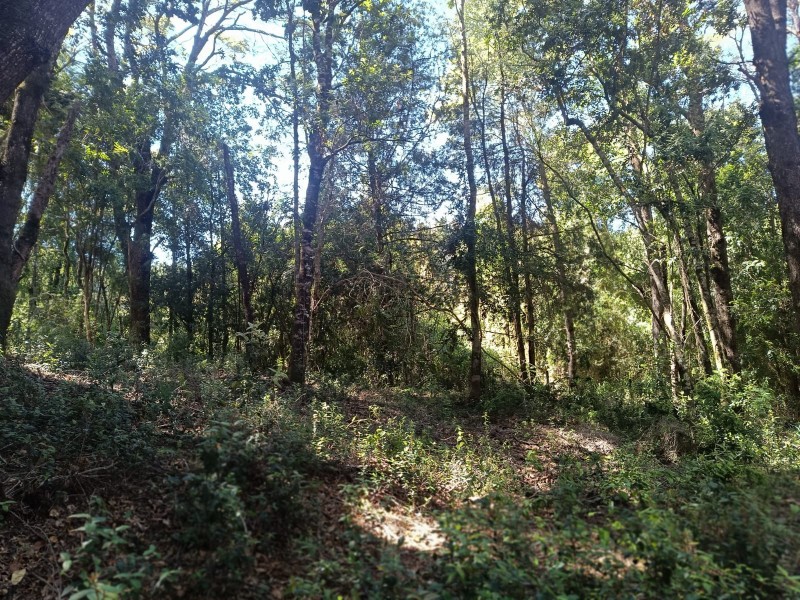 Terreno en Torobayo – Condominio los Aromos, Valdivia
