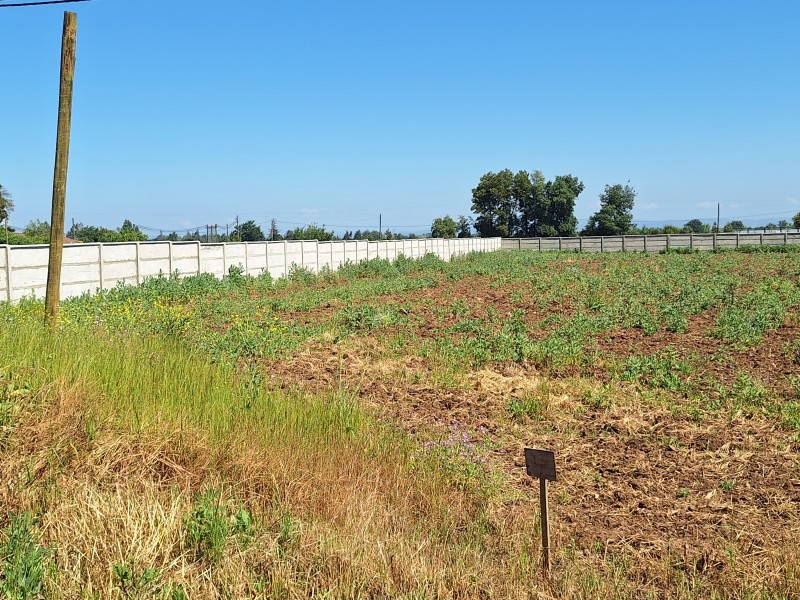 Hermosas Parcelas 5000 M2, A 25 Minutos de Talca, Ultimos