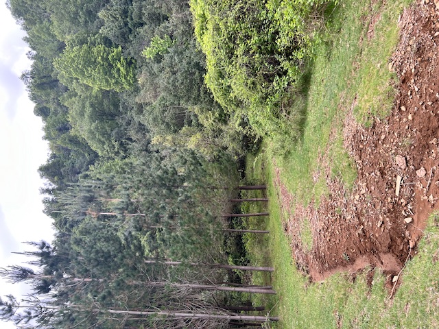 Vendo 45 Hectareas Alto Rucue,antuco