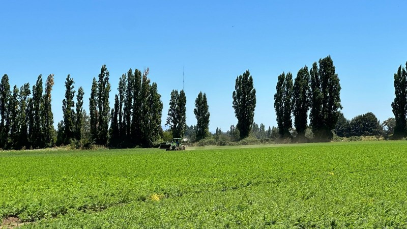 Rukahue Propiedades Vende Hermoso Campo