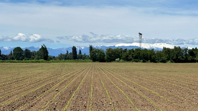 Rukahue Propiedades Vende Hermoso Campo