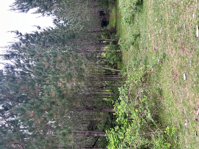 Vendo 45 Hectareas Alto Rucue,antuco