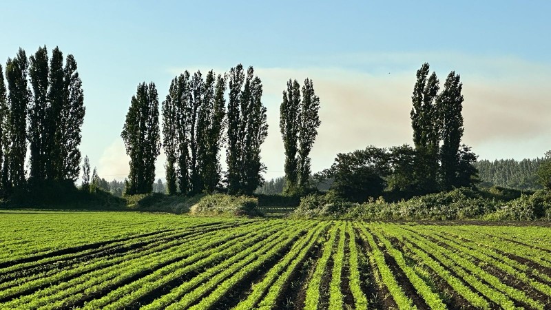 Rukahue Propiedades Vende Hermoso Campo