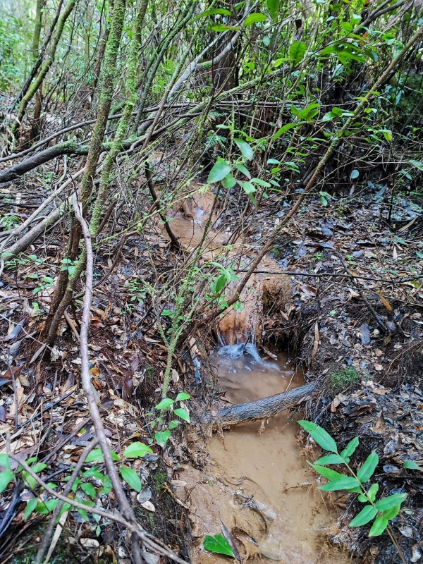 Venta Parcela Valdivia Región de los Ríos