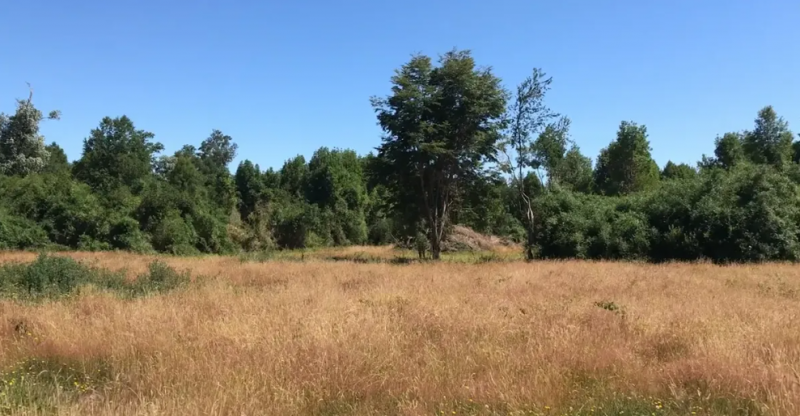 Campo en Venta Lago Rupanco