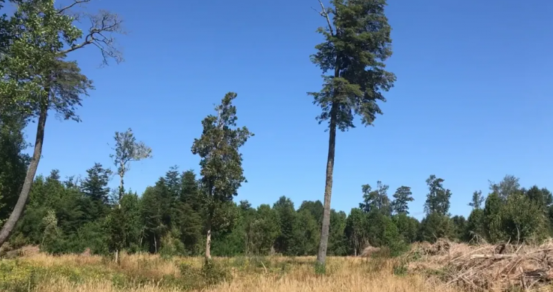 Campo en Venta Lago Rupanco