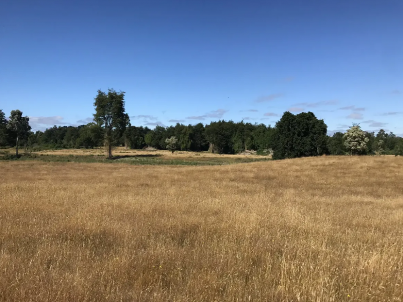 Campo en Venta Lago Rupanco