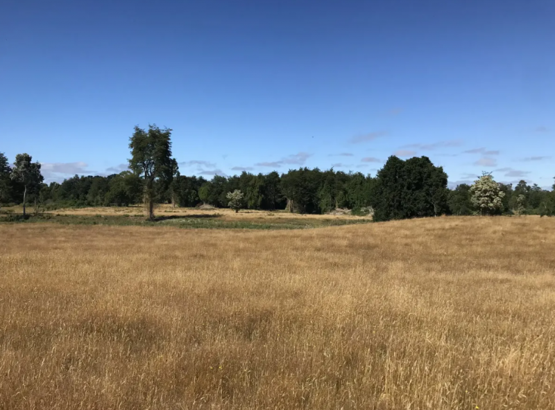 Campo en Venta Lago Rupanco