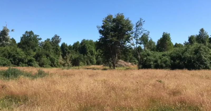 Campo en Venta Lago Rupanco