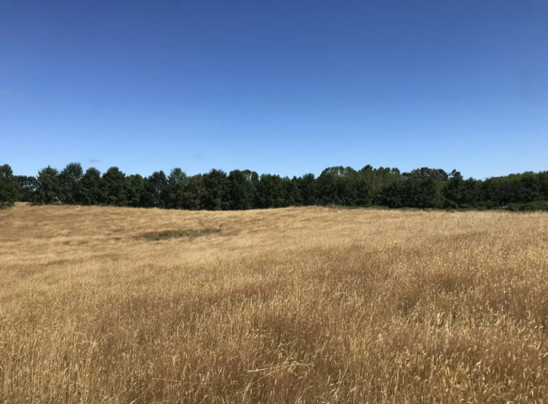 Campo en Venta Lago Rupanco