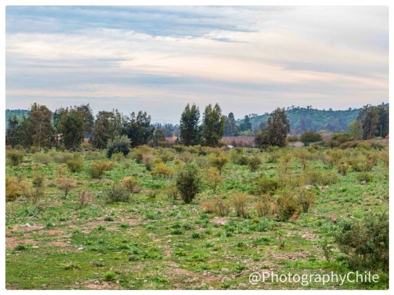 Venta de Parcela en Codegua | 5.000 M² A Minutos de Ruta 5