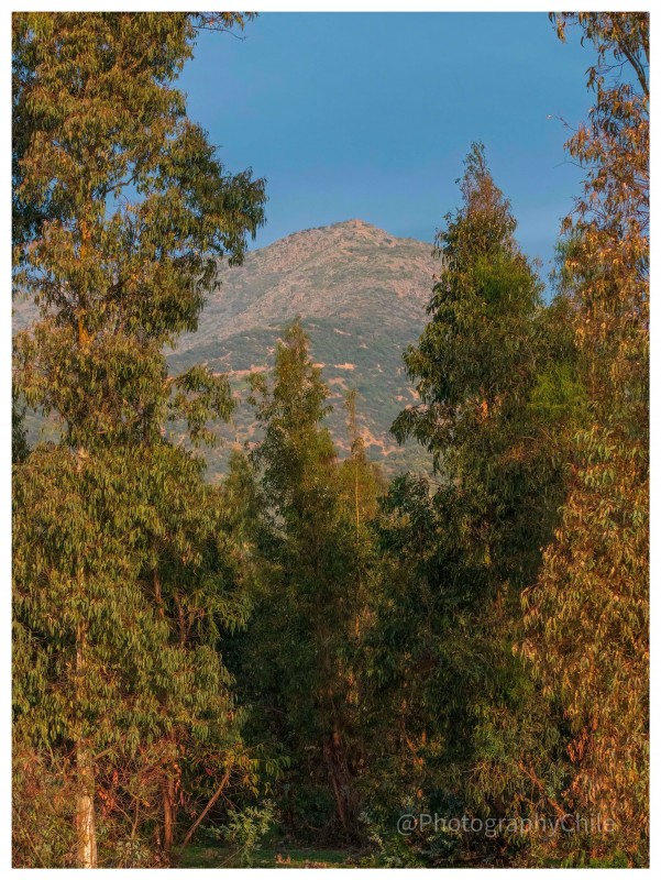 Venta de Parcela en Codegua | 5.000 M² A Minutos de Ruta 5