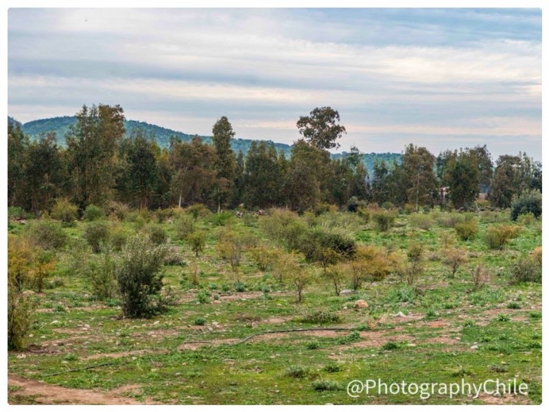 Venta de Parcela en Codegua | 5.000 M² A Minutos de Ruta 5