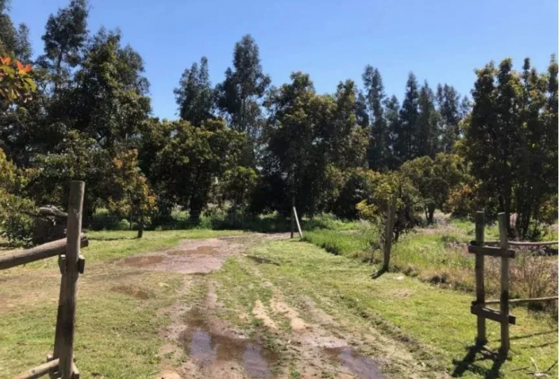 Se Vende Campo Sector Naltagua Comuna Isla de Maipo