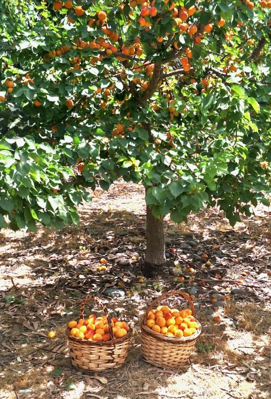 Se Vende Parcela de Agrado en Parcelación las Canarias