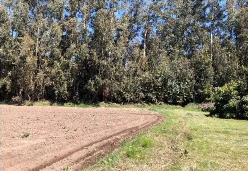 Se Vende Campo Sector Naltagua Comuna Isla de Maipo