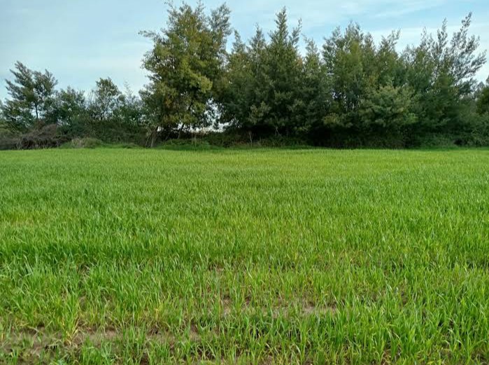 en Venta Parcelas Cruzando Río Ñuble -Los Maitenes