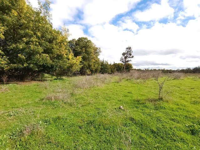 en Venta Parcelas Cruzando Río Ñuble -Los Maitenes