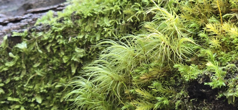 Venta Casa en Parcela de 5.160 Mts Con Bosque Coñaripe