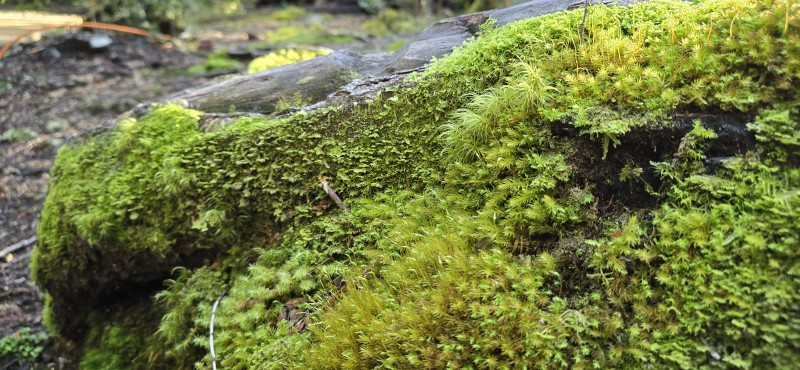 Venta Casa en Parcela de 5.160 Mts Con Bosque Coñaripe