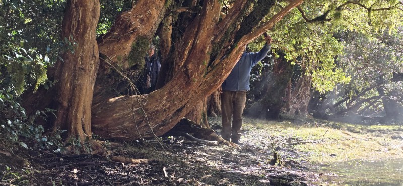 Venta Casa en Parcela de 5.160 Mts Con Bosque Coñaripe