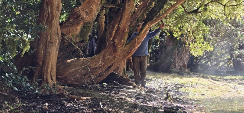 Venta Casa en Parcela de 5.160 Mts Con Bosque Coñaripe