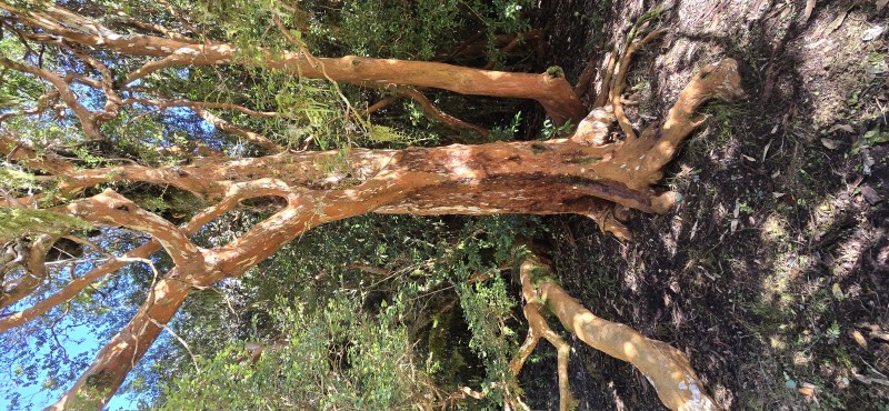 Venta Casa en Parcela de 5.160 Mts Con Bosque Coñaripe