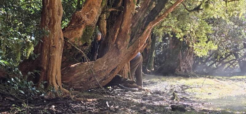 Venta Casa en Parcela de 5.160 Mts Con Bosque Coñaripe