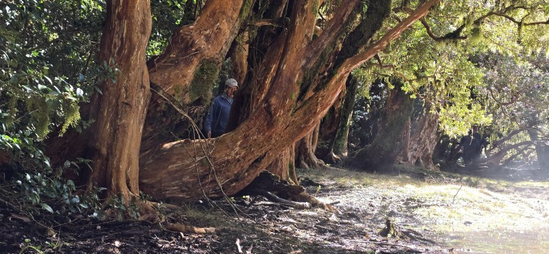 Venta Casa en Parcela de 5.160 Mts Con Bosque Coñaripe