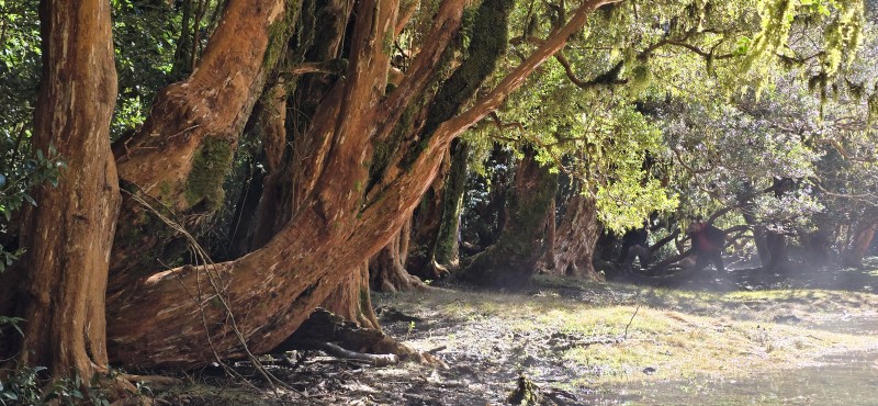 Venta Casa en Parcela de 5.160 Mts Con Bosque Coñaripe