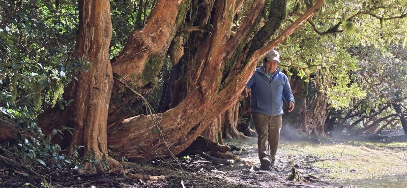 Venta Casa en Parcela de 5.160 Mts Con Bosque Coñaripe