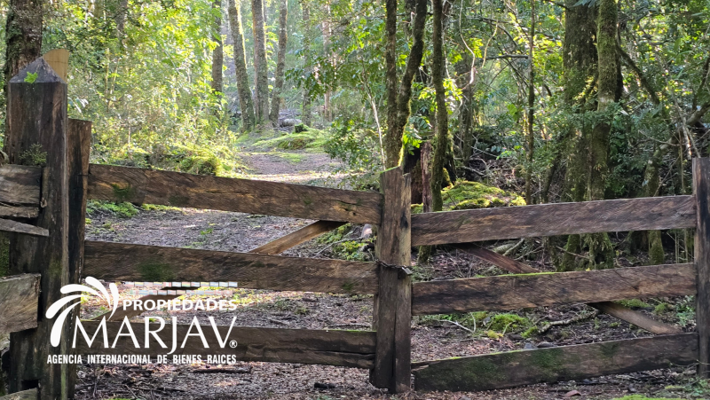 Venta Casa en Parcela de 5.160 Mts Con Bosque Coñaripe