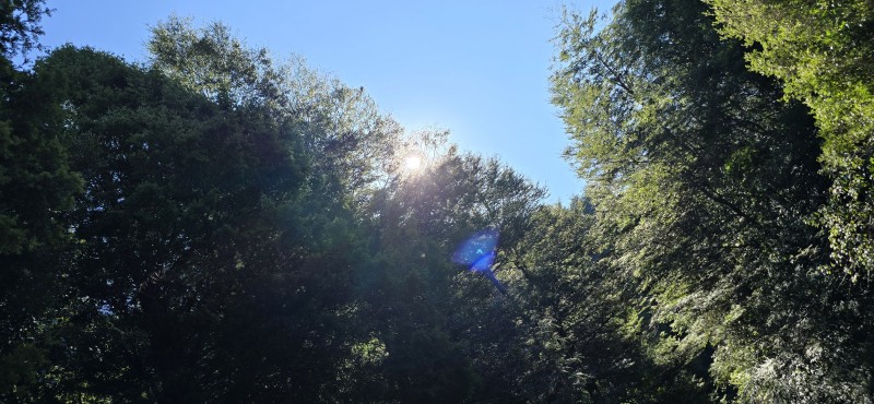 Venta Casa en Parcela de 5.160 Mts Con Bosque Coñaripe