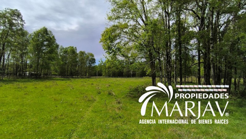 Vende Parcela 5000Mt2 Villarrica -Freire