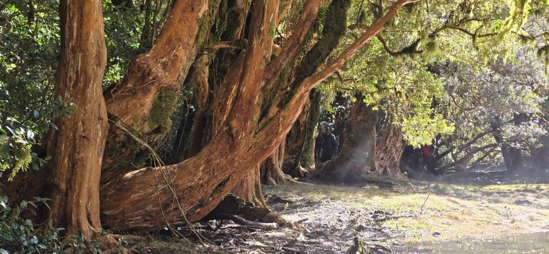 Venta Casa en Parcela de 5.160 Mts Con Bosque Coñaripe