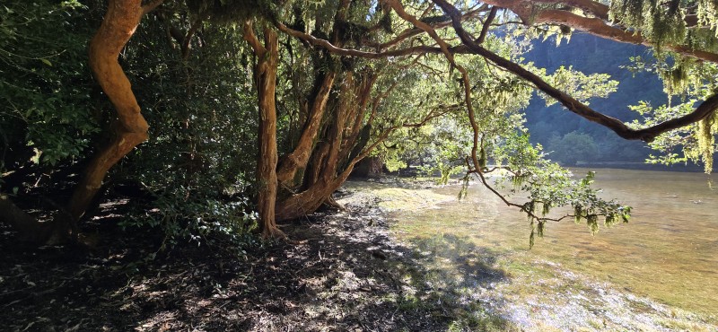 Venta Casa en Parcela de 5.160 Mts Con Bosque Coñaripe